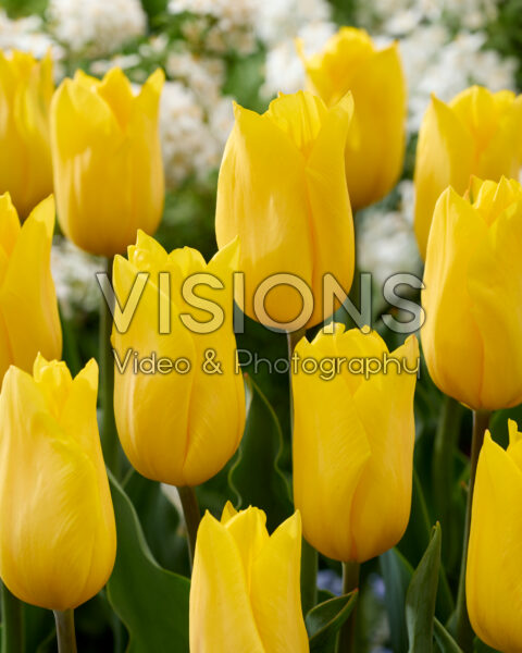 Tulipa Strong Gold