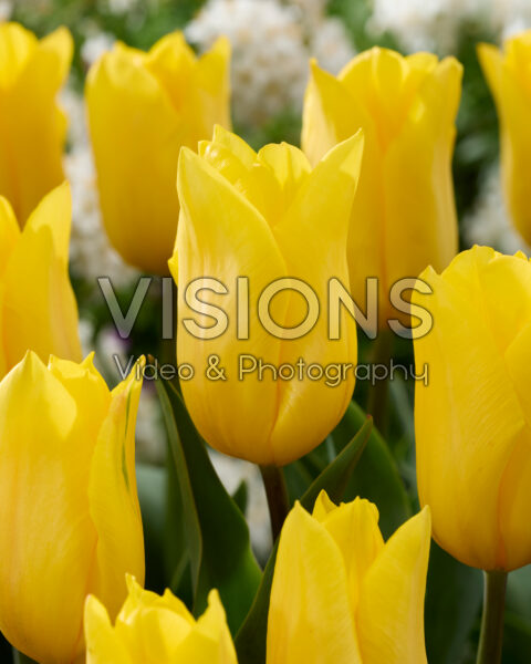 Tulipa Strong Gold Tulipa Strong Gold
