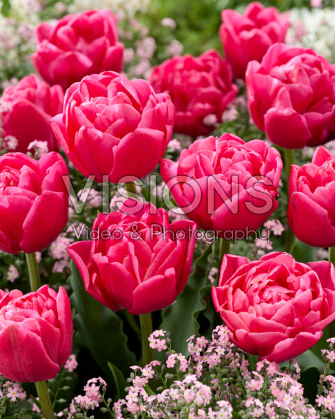 Tulipa Sunset Tropical Tulipa Sunset Tropical