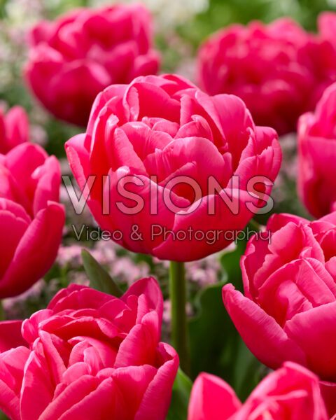 Tulipa Sunset Tropical Tulipa Sunset Tropical