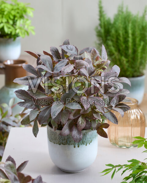 Helleborus Mount Nebo
