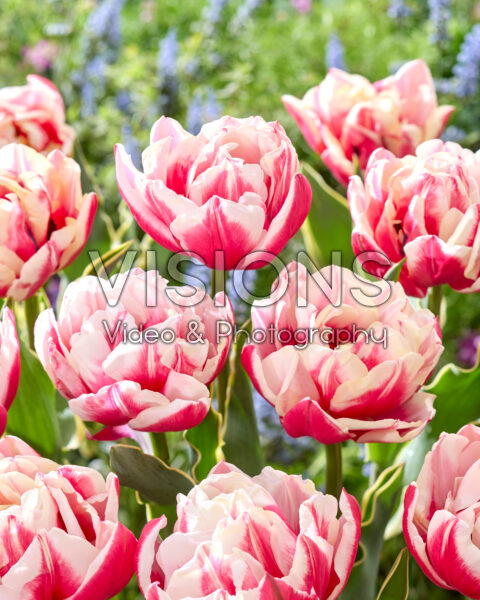 Tulipa Toplips