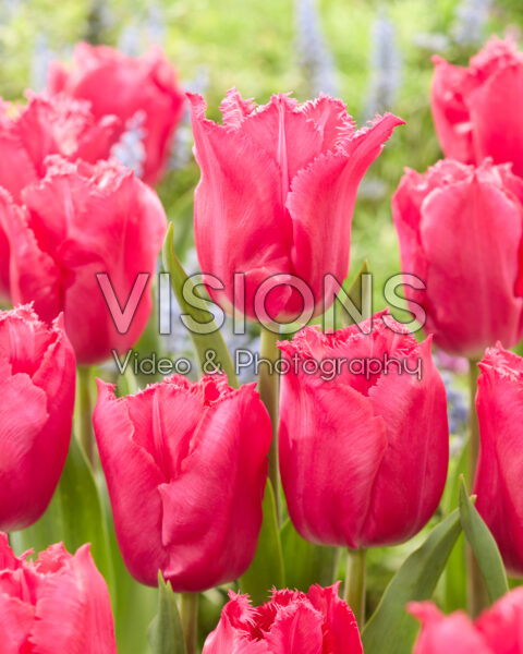 Tulipa Arianne Tulipa Arianne