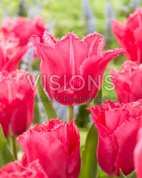 Tulipa Arianne Tulipa Arianne