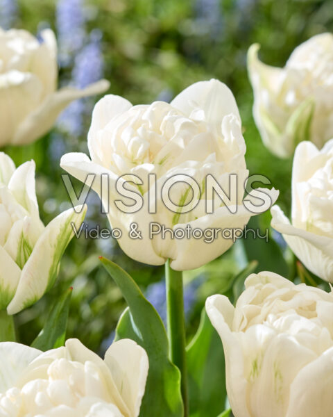 Tulipa Double White Paulus Tulipa Double White Paulus