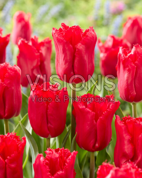 Tulipa Makarska Tulipa Makarska