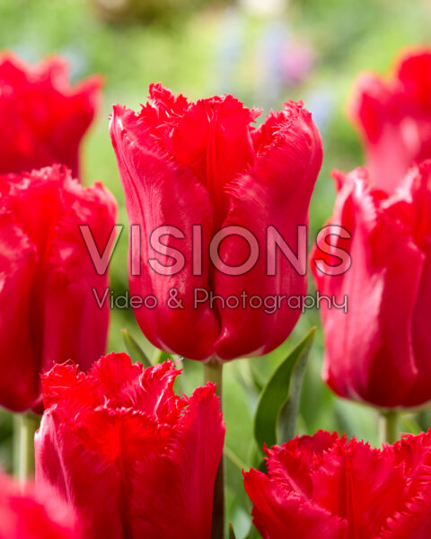 Tulipa Makarska Tulipa Makarska