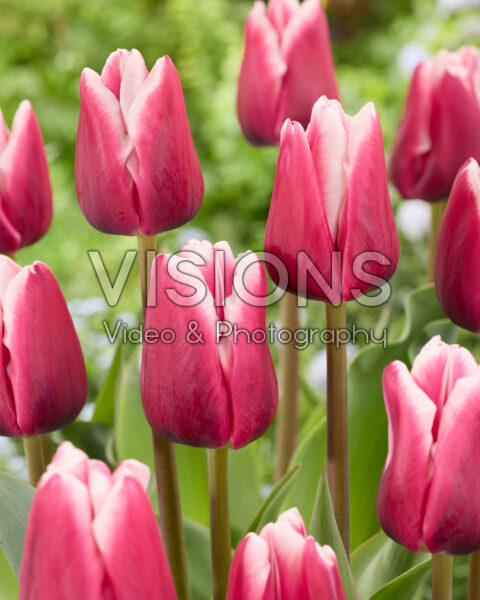 Tulipa Fe. 02 Paulus Tulipa Fe. 02 Paulus