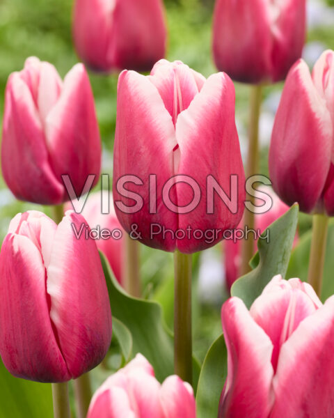 Tulipa Fe. 02 Paulus