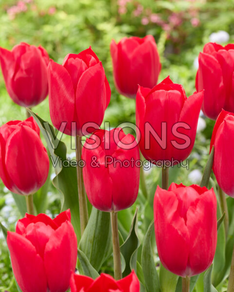 Tulipa Jandino Tulipa Jandino