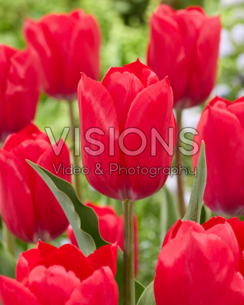 Tulp Jandino Tulp Jandino