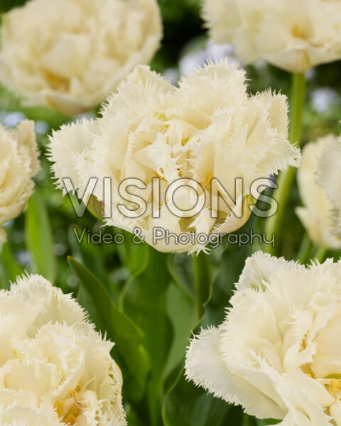 Tulipa Bootcamp Tulipa Bootcamp