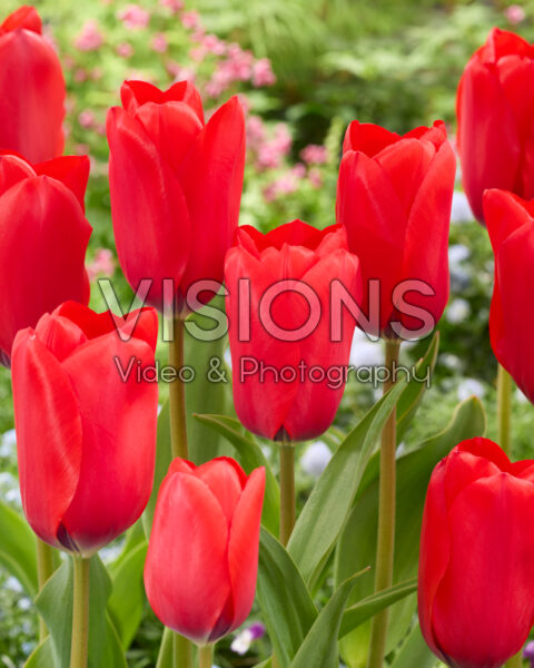 Tulipa Lucky One Tulipa Lucky One