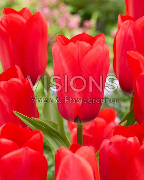 Tulipa Lucky One Tulipa Lucky One