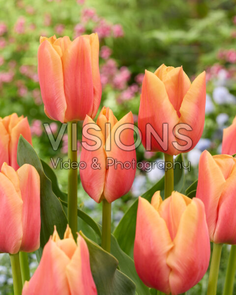 Tulipa Peach Beauty Tulipa Peach Beauty