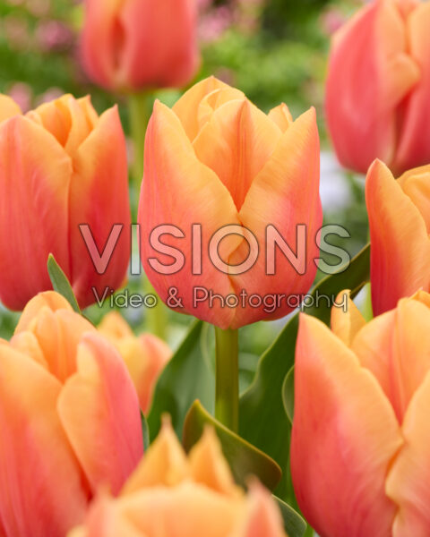 Tulipa Peach Beauty