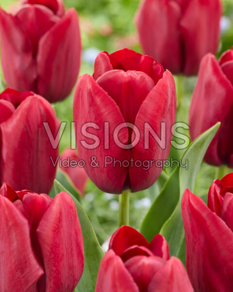 Tulipa Podcast Tulipa Podcast