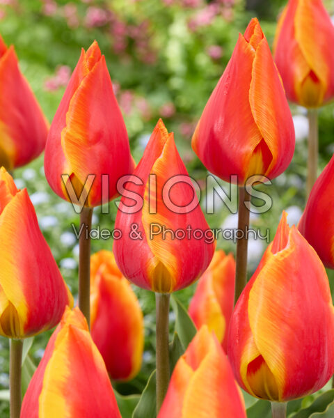 Tulipa Flair