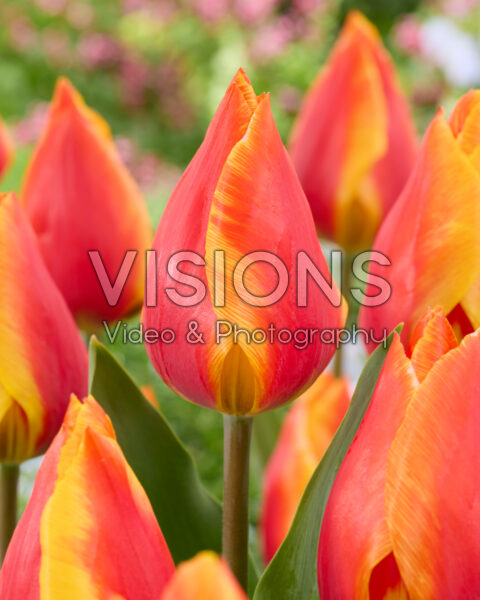 Tulipa Flair Tulipa Flair