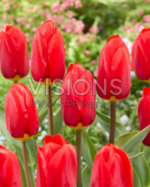 Tulipa Wasela Tulipa Wasela