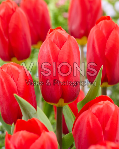 Tulipa Wasela Tulipa Wasela