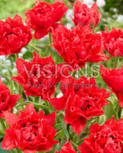 Tulipa Fiery Dream