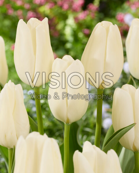 Tulipa Hakuun Tulipa Hakuun