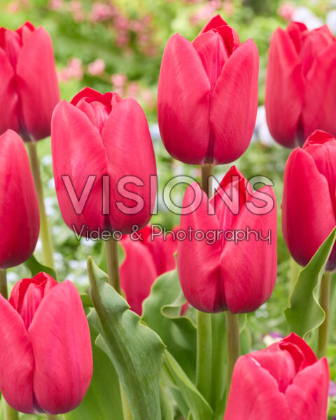 Tulipa Delta Graffity Tulipa Delta Graffity
