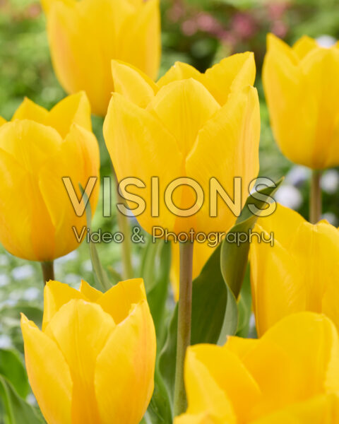 Tulipa Yellow Flair Tulipa Yellow Flair