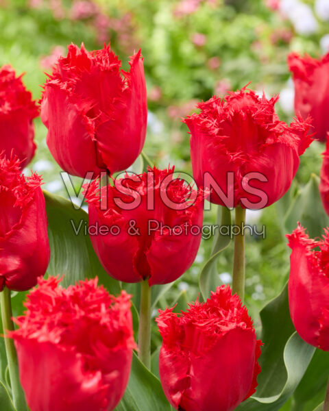 Tulipa Indiana