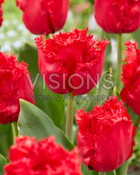 Tulipa Indiana Tulipa Indiana