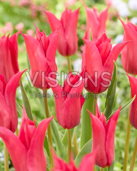 Tulipa Queen Rania Tulipa Queen Rania