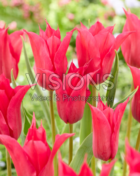 Tulipa Queen Rania Tulipa Queen Rania