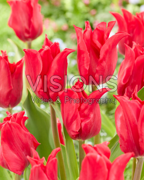 Tulipa Pretty Woman Tulipa Pretty Woman