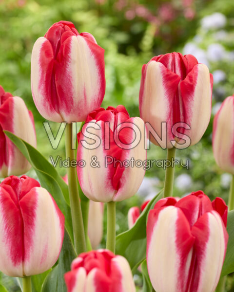 Tulipa Big Paulus Tulipa Big Paulus