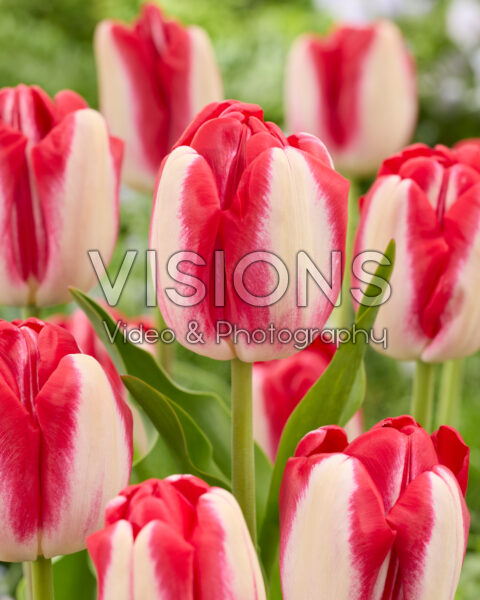 Tulipa Big Paulus Tulipa Big Paulus