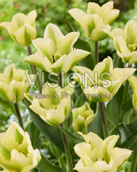 Tulipa Green Paulus Tulipa Green Paulus