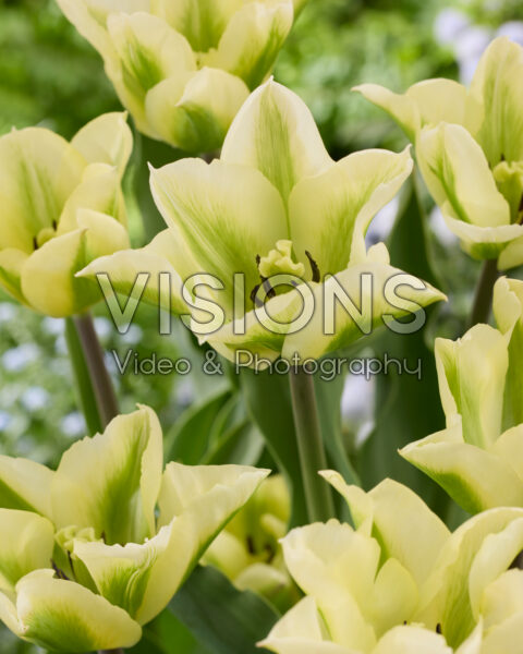 Tulipa Green Paulus Tulipa Green Paulus