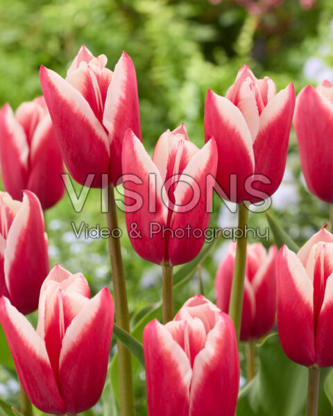 Tulipa Chacha
