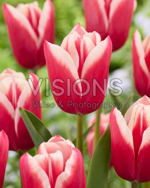 Tulipa Chacha