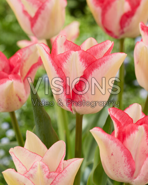 Tulipa Beautytrend Tulipa Beautytrend