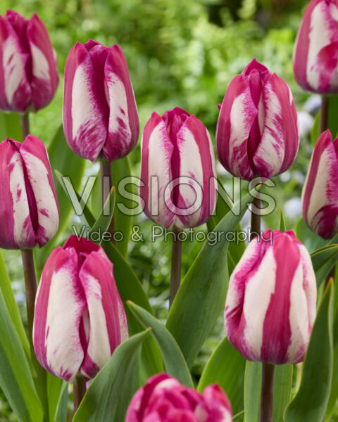 Tulipa Ohio Tulipa Ohio