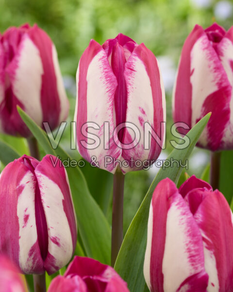 Tulipa Ohio Tulipa Ohio