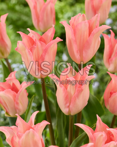 Tulipa Pink Paulus Tulipa Pink Paulus