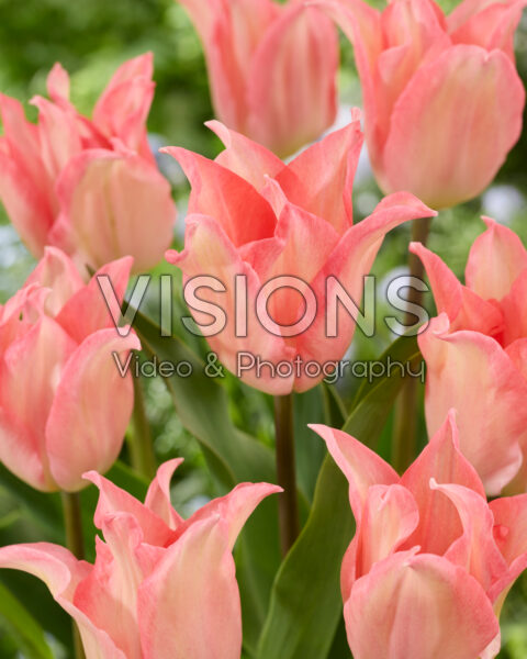 Tulipa Pink Paulus Tulipa Pink Paulus