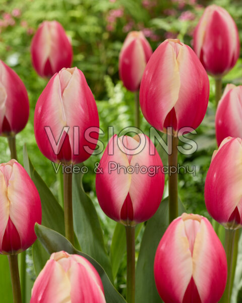 Tulipa Russian Princess Tulipa Russian Princess