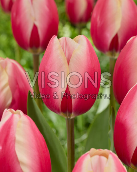 Tulipa Russian Princess Tulipa Russian Princess