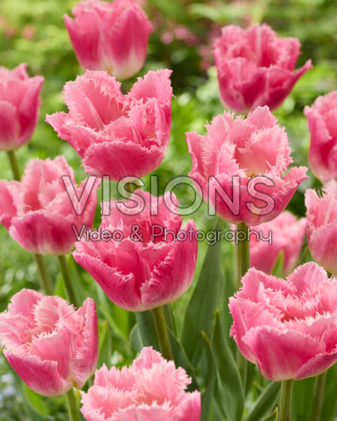 Tulipa Dallas