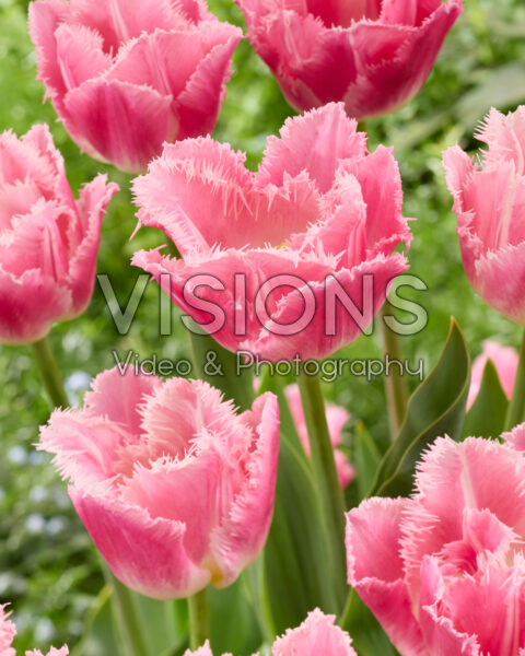 Tulipa Dallas Tulipa Dallas