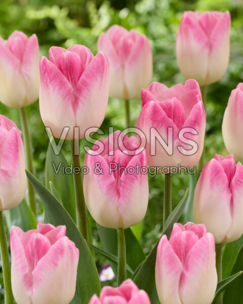 Tulipa Sinfonie Tulipa Sinfonie